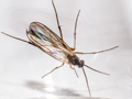Boletina gripha